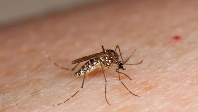 Aedes-myg, zika-virus og en ophedet moralteologisk debat